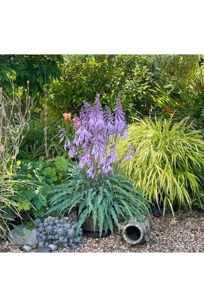 Хоста ’Silly String’